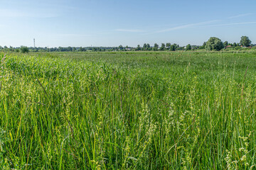 Wild meadow and blue sky