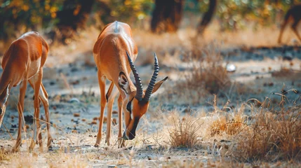 Rolgordijnen Some antelope eating in the savanna. © Hareem