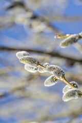 Willow branches with catkins