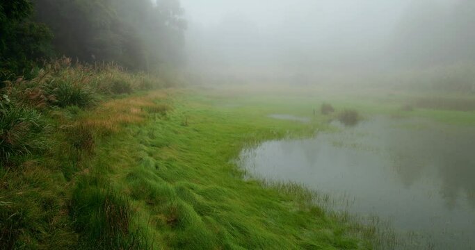 Beautiful lake under the foggy mist inside the forest