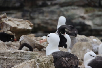 Black-browed Albatross (Thalassarche melanophyrs), New Island, Falkland Islands.