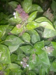 leaves in the morning