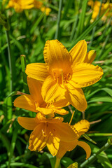 Yellow lily flowers