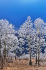 Scenic view of trees covered with frost in Livno, Bosnia and Herzegovina