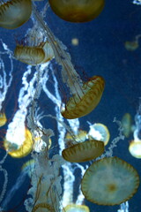 日本の神奈川県、水族館の魚 © dokosola
