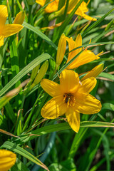 Yellow lily flowers