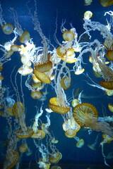 日本の神奈川県、水族館の魚 © dokosola