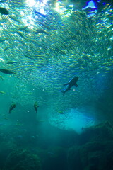 日本の神奈川県、水族館の魚 © dokosola