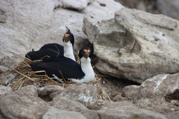Imperial Shag (Leucocarbo atriceps), aka Imperial Cormorant, New Island, Falkland Islands.