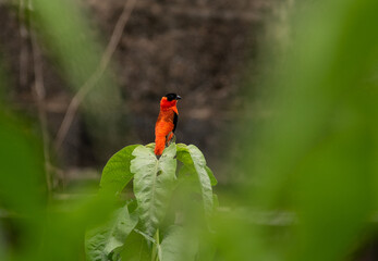Northern red bishop in mating plumage in Ghana