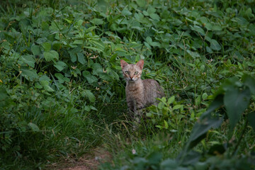Cat looking out of the brush in Tamale, Ghana
