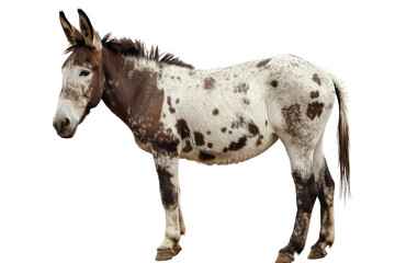 Obraz na płótnie Canvas American Spotted Donkey on Transparent Background, PNG