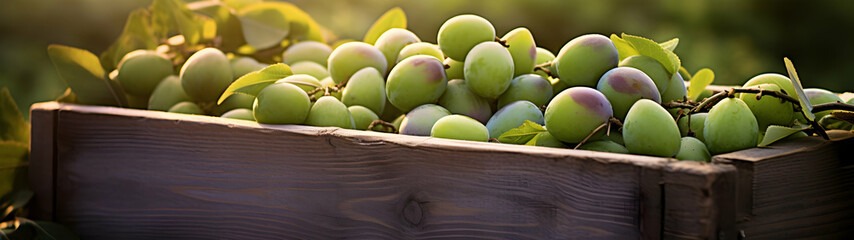 Greengages harvested in a wooden box in an orchard with sunset. Natural organic fruit abundance. Agriculture, healthy and natural food concept. Horizontal composition, banner.