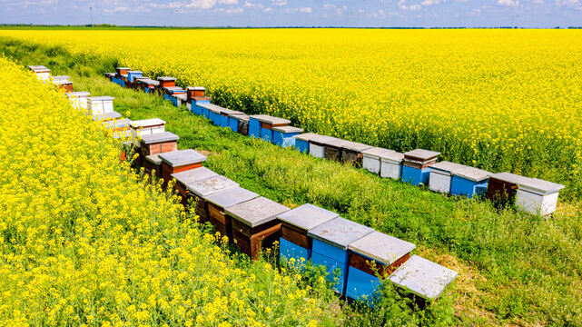 Above view on row of beehives, apiary, bee farm between two fields of oilseed rape in blooming
