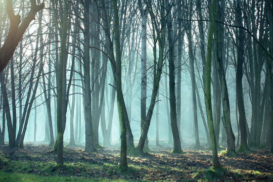 morning mist in the forest and rays of the sun	