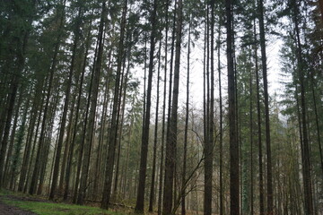 Der Märchenwald im Odenwald
