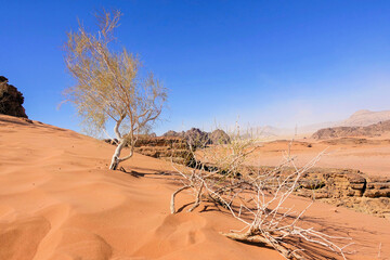 the fascinating arid and desert landscape of Wadi Rum. Wadi Rum desert in Jordan, Wadi Rum is one of the most visited tourist sites in the world.