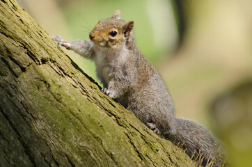 squirrel tree mammal paw tail closeup bushy rat scavenge eyes grey wood trunk wild nut ear rodent wildlife
