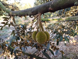 Durian tree in the garden. Fresh baby durian fruits on tree, Durians are the king of fruits, Tropical of asian fruit.