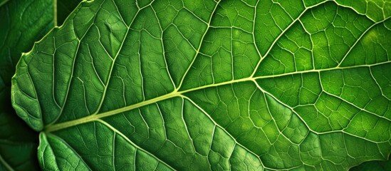 This close up photo showcases the detailed texture of a vibrant green leaf, perfect as a background image. The leaf is prominently displayed, revealing its intricate veins and lush color.