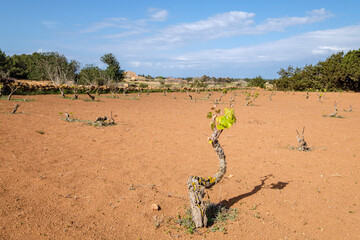 vine strains, Portossaler, Formentera, Pitiusas Islands, Balearic Community, Spain
