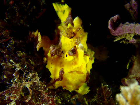 Yellow frogfish. A frog fish sits on a coral reef at night underwater.