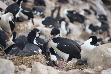 Imperial Shag (Leucocarbo atriceps), aka Imperial Cormorant, and chicks, New Island, Falkland Islands.