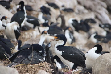 Imperial Shag (Leucocarbo atriceps), aka Imperial Cormorant, and chicks, New Island, Falkland...