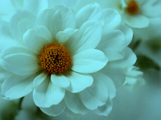 Fototapeta premium White Flower Wallpaper Background Ai generate