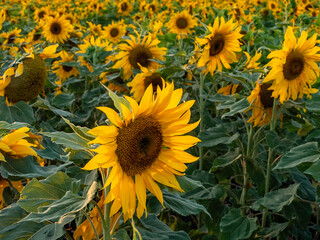 beautiful sunflower field in summer