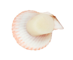 Fresh raw scallop in shell isolated on white, top view