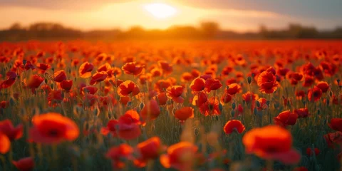 Fototapeten Sunset embrace on poppy field. A field of vivid red poppies, golden glow © mikeosphoto