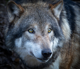 Head portrait of an adult male European wolf (Canis lupus lupus)