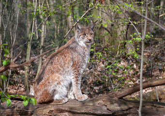 The Eurasian lynx. A lynx sits on a fallen tree and looks off into the distance.
