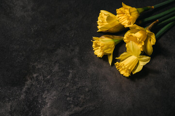  yellow daffodils on black rustic background. easter background with place for text