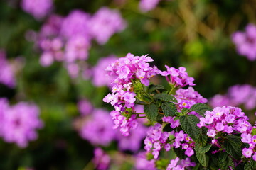 Obraz premium Close-up flowers Creeping Lantana - Lantana montevidensis