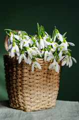 Basket with snowdrops