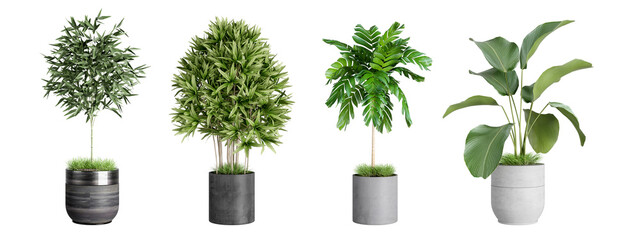 Plants in 3d rendering. Indoor beauty plant isolated on white.