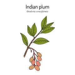 Indian plum, or osoberry (Oemleria cerasiformis), edible and medicinal plant