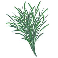 Illustration of a handful bouquet of long leaves for decoration