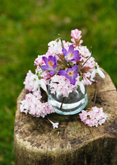 Still life with pink, white blossom of winter snowball with snowdrop and crocus flowers in a glass vase. (Viburnum farreri). Garden decoration or floristic concept. Copy space.