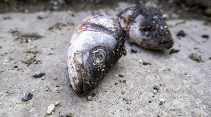Dried fish head