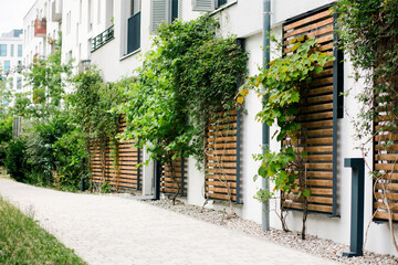 Fototapeta na wymiar Climbing Plants on Wall of Modern Facade Building. Ivy, Wild Grapes Climbing Plant on Wooden Frame on Wall Building. Landscaping Residential Buildings in Green City. Copy space.