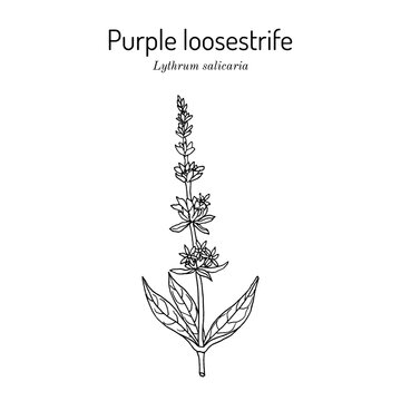 Purple loosestrife (Lythrum salicaria), edible and medicinal plant