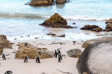 Colony of spectacled , African penguins on Boulders Beach near Cape Town .	