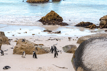 Colony of spectacled , African penguins on Boulders Beach near Cape Town .	