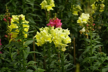 Close-up of Snapdragons flowers in the garden