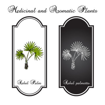 Sabal palm, or cabbage-palm (Sabal palmetto), state tree of Florida and South Carolina. Hand drawn vector illustration