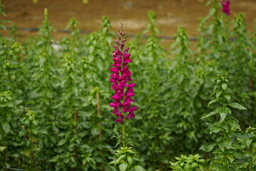Close-up of Snapdragons flowers in the garden