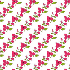 Seamless vector pattern with hand drawn bougainvillea, medicinal and ornamental plant.
